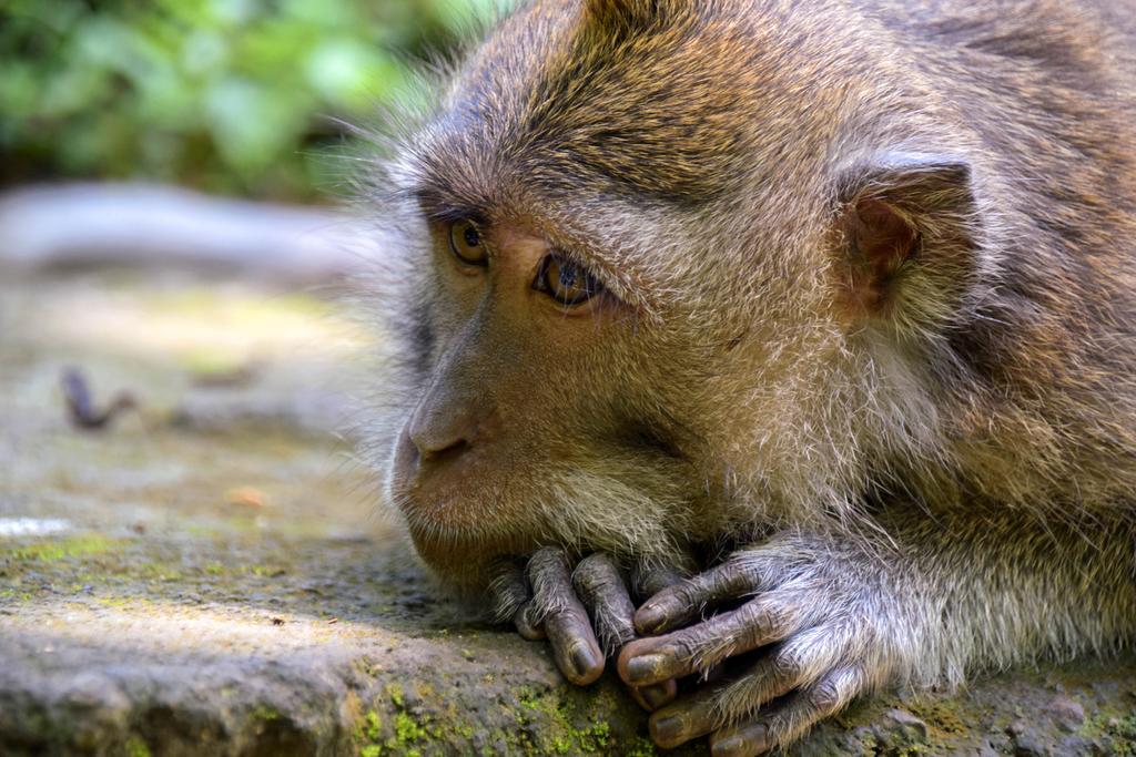 Rahayu Suites Monkey Forest Ubud Exterior photo